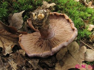 pavuinec hajn-Cortinarius memorensis3.jpg