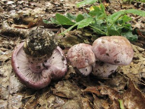 pavuinec hajn-Cortinarius memorensis 3.jpg