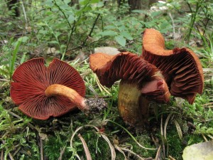 pavuinec hndoerven-Cortinarius phoeniceus.jpg