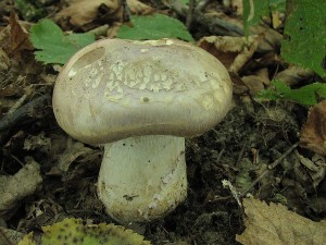 pavuinec hndofialov-Cortinarius balteatocumatilis1.JPG