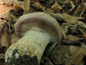 pavuinec hndofialov-Cortinarius balteatocumatilis2.JPG
