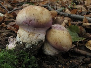 pavuinec hndofialov-Cortinarius balteatocumatilis3.JPG