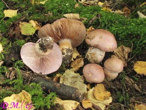 pavuinec hndofialov-Cortinarius balteatocumatilis 6.jpg