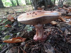 pavuinec hndoolivov-Cortinarius rufoolivaceus 1.JPG