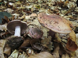 pavuinec hndoolivov-Cortinarius rufoolivaceus 2.jpg