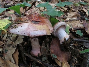pavuinec hndoolivov-Cortinarius rufoolivaceus.jpg