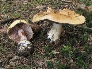 pavuinec lepobarv  jehlinanov-_Cortinarius calochrous var.jpg