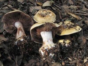pavuinec lepobarv jehlinanov-Cortinarius calochrous var.jpg