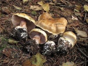 pavuinec lepobarv jehlinanov2-Cortinarius calochrous var.jpg