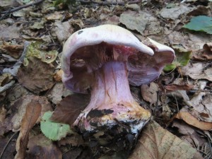 pavuinec libovonn-Cortinarius suaveolens 1.jpg
