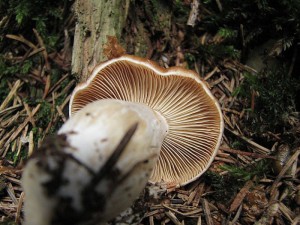 pavu�inec meru�kov�-Cortinarius armeniacus1.jpg