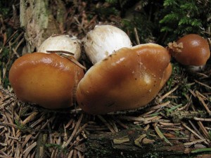 pavu�inec meru�kov�-Cortinarius armeniacus2.jpg