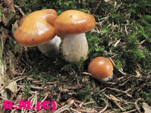 pavu�inec meru�kov�-Cortinarius armeniacus.jpg