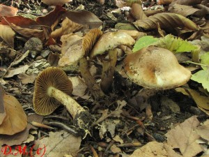 pavuinec nancynsk-Cortinarius nanceinsis.jpg