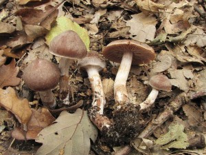 pavuinec natvrdl-Cortinarius duracinus.jpg