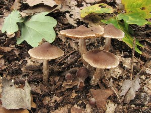 pavuinec natvrdl-Cortinarius duracinus 1.jpg