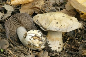 Pavu�inec olivov� - Cortinarius infractus.jpg