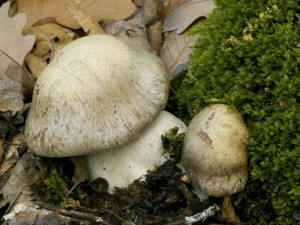 Pavu�inec olivov� - Cortinarius infractus (1).jpg
