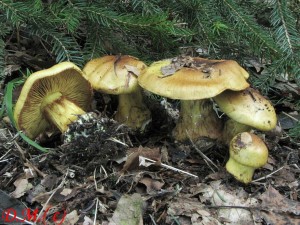 pavu�inec p�ekr�sn� Meinhard�v-Cortinarius splendens subs.meinhardii 2.jpg