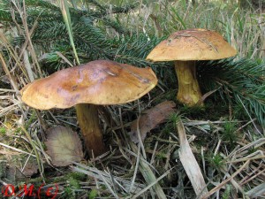 pavu�inec p�ekr�sn� Meinhard�v-Cortinarius splendens subs.Meinhardii 3.jpg