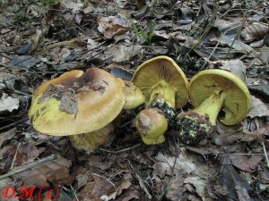 pavu�inec p�ekr�sn� Meinhard�v -Cortinarius splendens subs.meinhardii 1.jpg