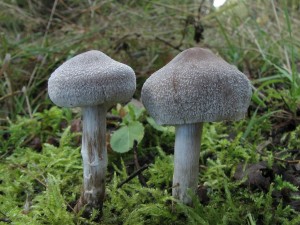 pavuinec plstnat-Cortinarius hemitrichus 2.JPG