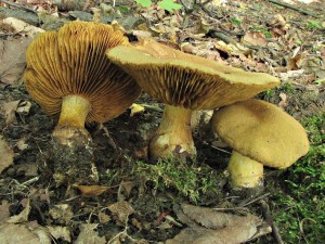 pavuinec vlnat-Cortinarius cotoneus.jpg