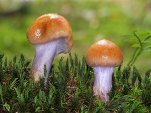 pavucinec-6484-undet.jpg