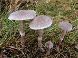 pavucinec-plstnaty-3.jpg