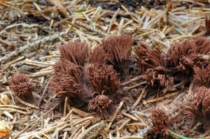 Pazdrek - Stemonitis herbatica1.jpg