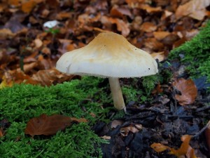 PB022254 ttovka sp..JPG