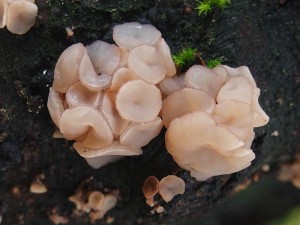 PB022269 rosoloklihatka ir.JPG