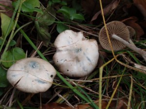 PB030690.JPG