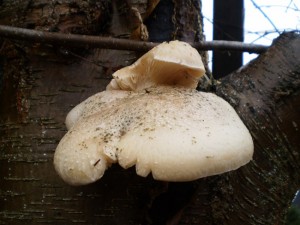 PB040073.JPG
