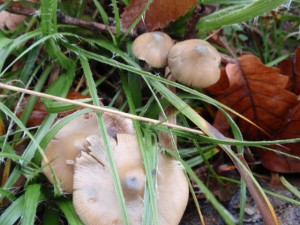 PB100697.JPG