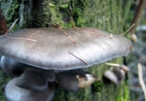 PB261443.JPG