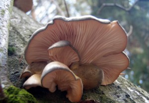 PB261447.JPG