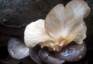 PC021502.JPG