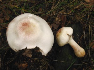 Perka ervenav 3.jpg