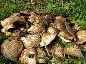 perka_bohusova3.jpg