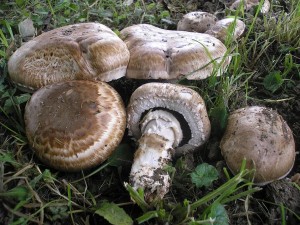 Perka Bohusova 4.jpg