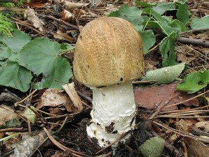 perka csask-Agaricus augustus3.JPG