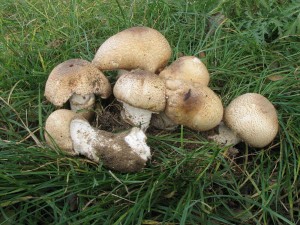 perka csask-Agaricus augustus 4.jpg