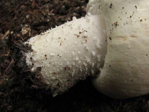 perka honosn-Agaricus excellens1.jpg