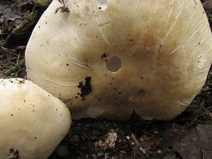perka honosn-Agaricus excellens2.jpg