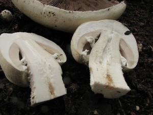 perka honosn-Agaricus excellens3.jpg