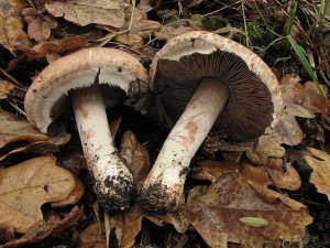 perka lesn-Agaricus silvaticus1.JPG