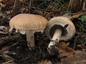 perka lesn-Agaricus silvaticus.JPG