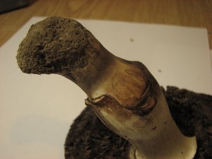 perka Pearsonova-Agaricus pearsoniacus..4.JPG