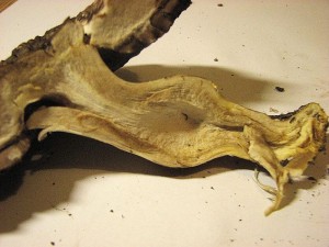 perka Pearsonova-Agaricus pearsoniacus..jpg